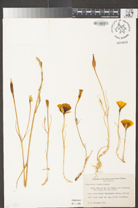 Calochortus luteus image