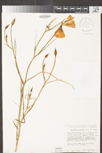 Calochortus splendens image