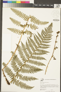 Dryopteris arguta image