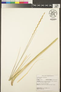 Elymus ponticus image