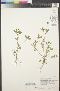 Trifolium ciliolatum image