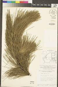 Pinus radiata image