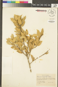 Quercus chrysolepis image