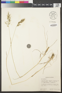 Poa bulbosa image