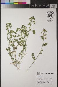 Medicago polymorpha image