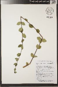 Lonicera subspicata image