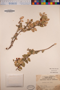 Vaccinium ovatum image