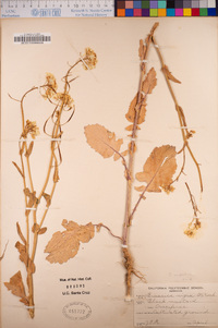 Brassica nigra image