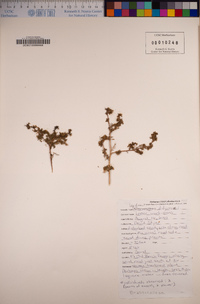 Lepidium didymum image