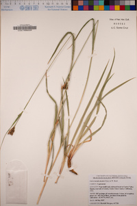 Carex mendocinensis image