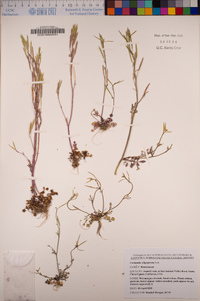 Cardamine oligosperma image