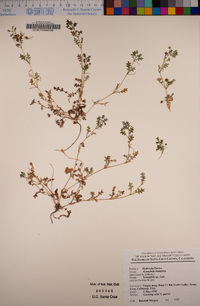 Image of Nemophila pedunculata fo. humifusa