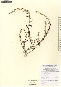 Plagiobothrys diffusus image