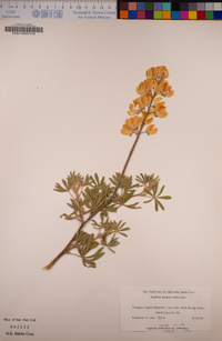 Lupinus arboreus image