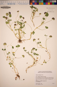 Trifolium barbigerum image