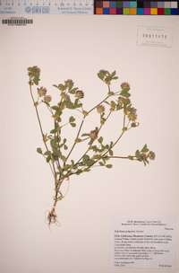 Trifolium polyodon image