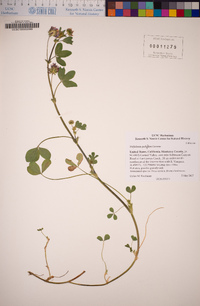 Trifolium polyodon image