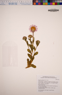 Erigeron glaucus image