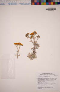 Eriophyllum staechadifolium image