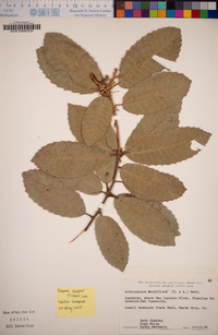 Notholithocarpus densiflorus image