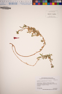 Epilobium canum image