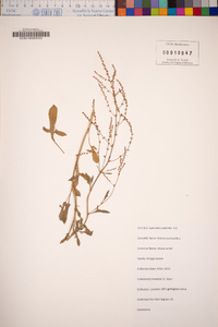 Rumex acetosella image