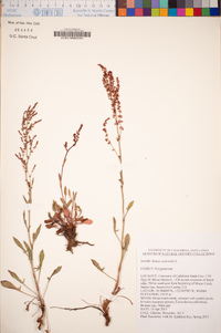 Rumex acetosella image