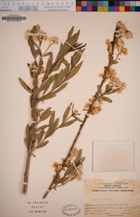 Baccharis salicifolia image