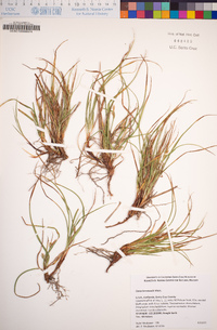 Carex brevicaulis image