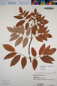 Sambucus nigra image