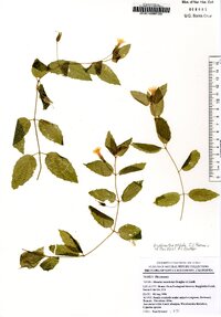 Erythranthe ptilota image