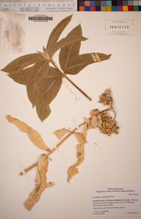 Asclepias eriocarpa image