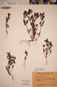 Trichostema oblongum image