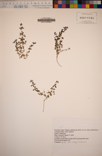 Galium californicum image