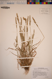 Agrostis blasdalei image