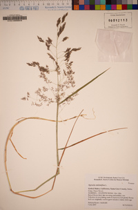 Agrostis stolonifera image