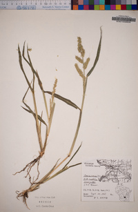 Echinochloa crus-galli image