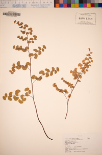 Adiantum jordanii image