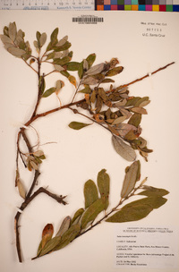 Salix lasiolepis image