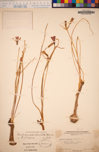 Brodiaea appendiculata image
