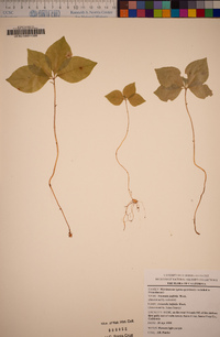 Lysimachia latifolia image