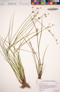 Juncus acuminatus image