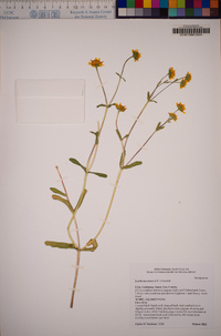 Lasthenia minor image