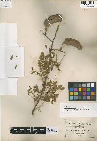 Image of Senegalia anisophylla