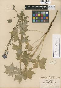 Aconitum columbianum image