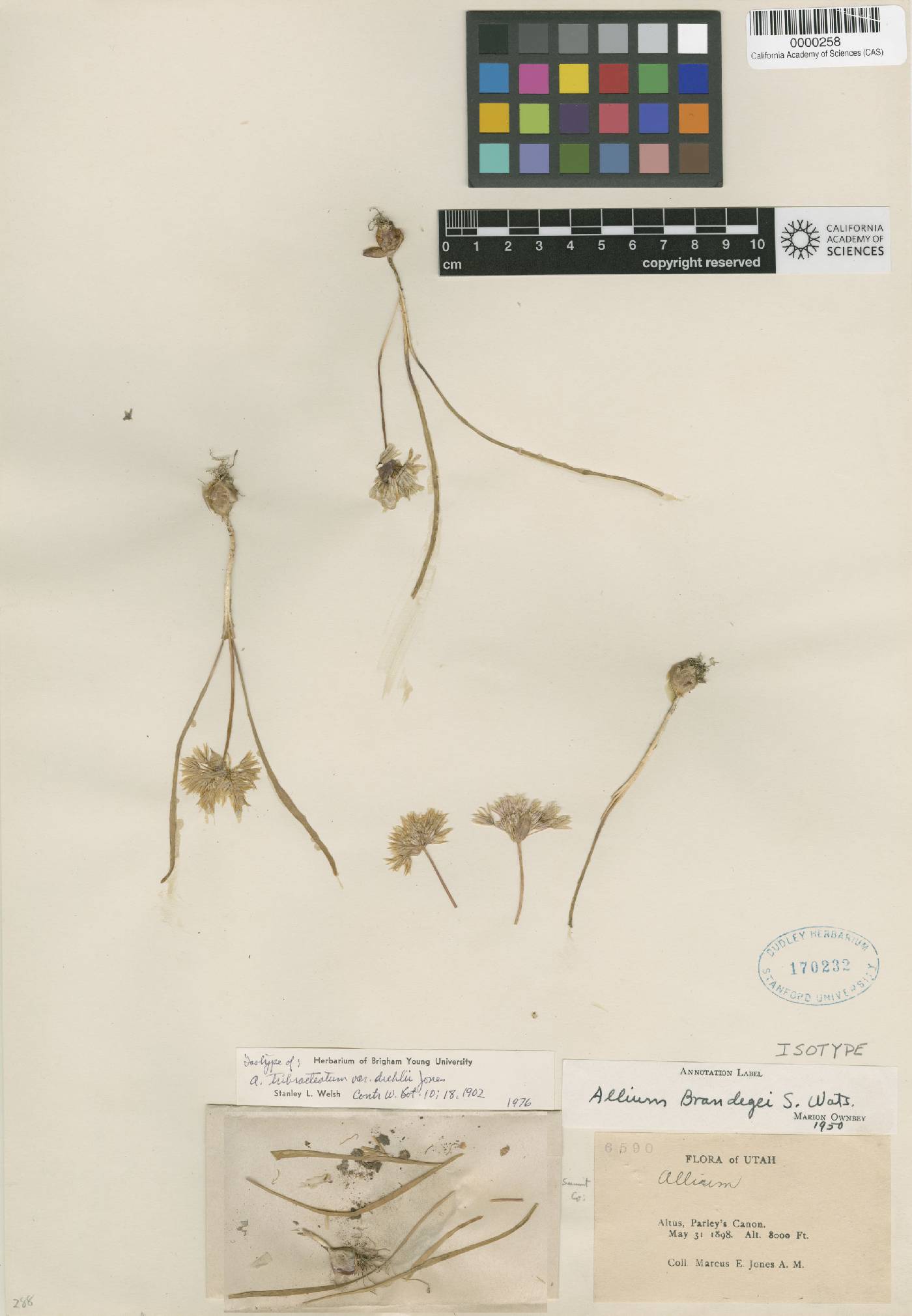 Allium tribracteatum image