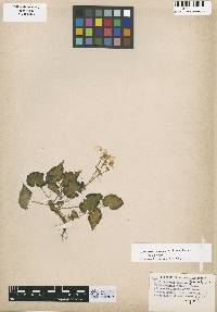 Begonia bowerae image