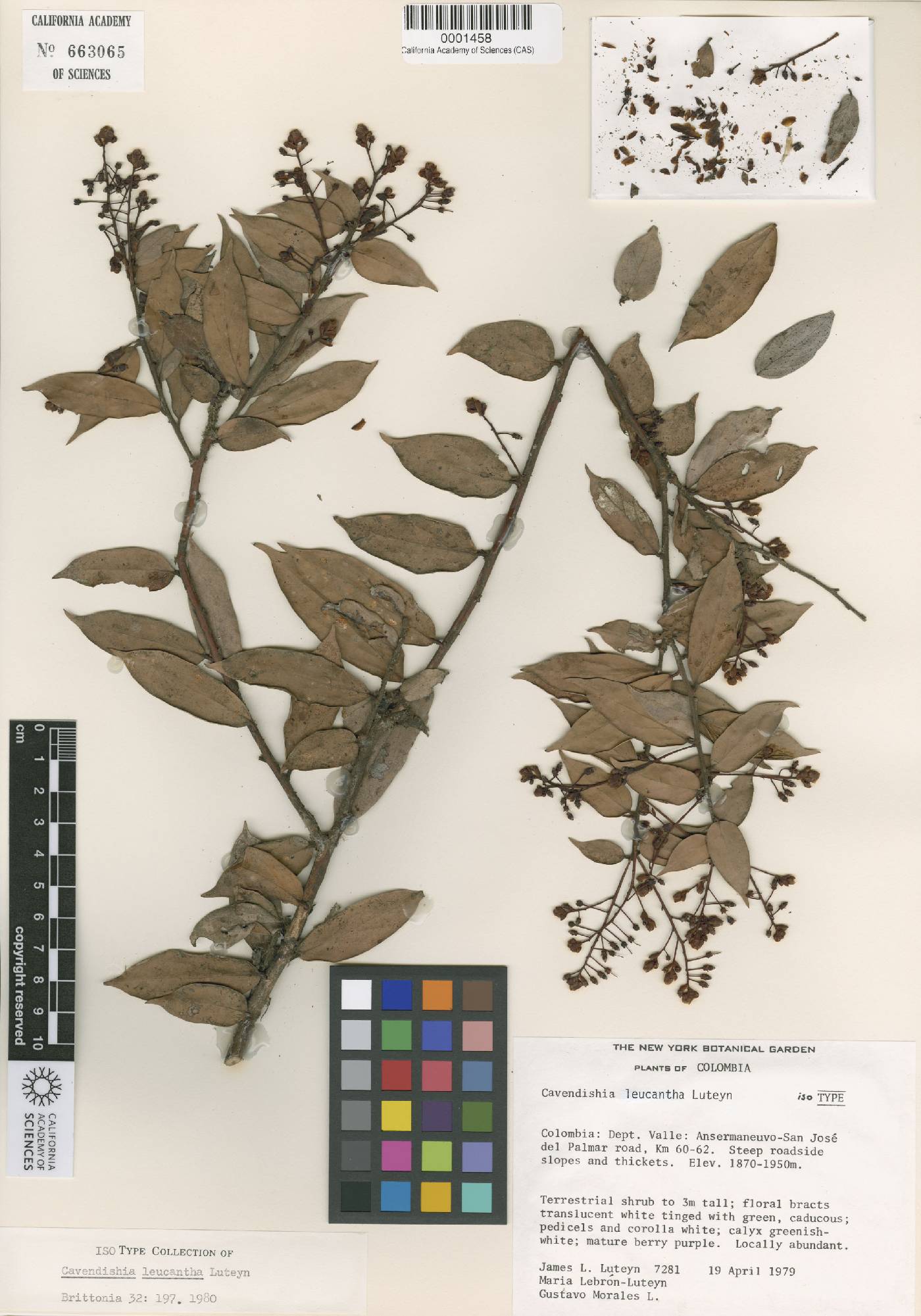 Cavendishia leucantha image