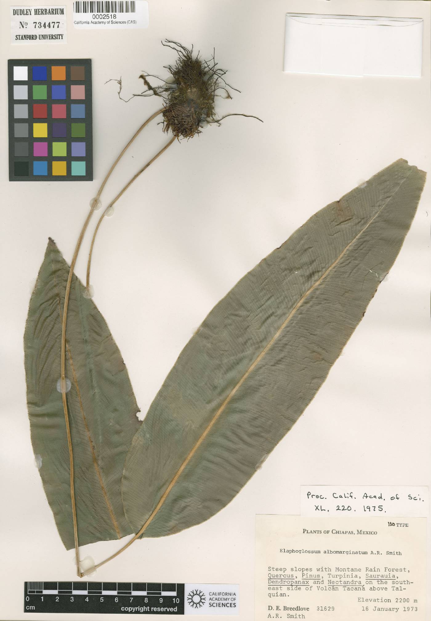 Elaphoglossum albomarginatum image