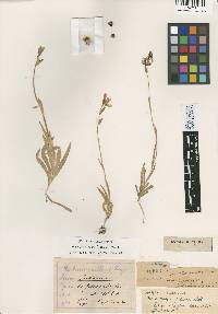 Image of Geissorhiza foliosa